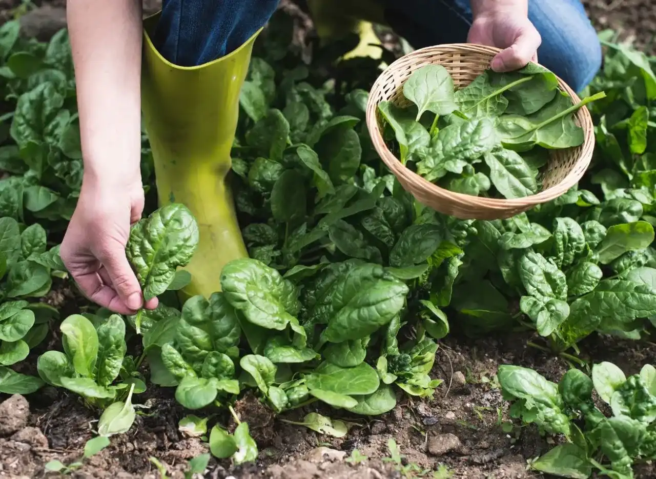Czy szpinak odrasta po ścięciu? Poznaj sekret wielokrotnych zbiorów