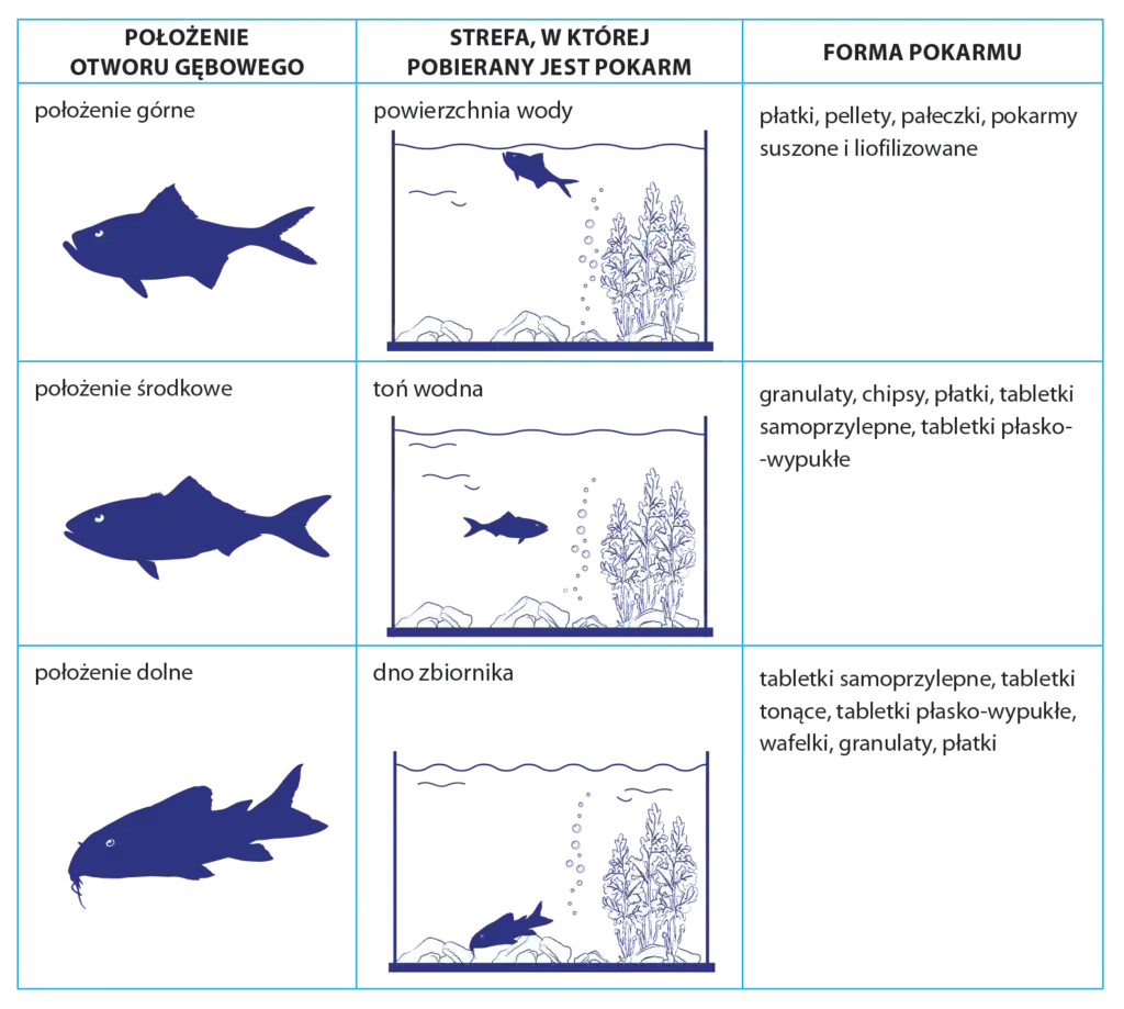 Jaki pokarm dla rybek? Kompletny przewodnik dla akwarysty