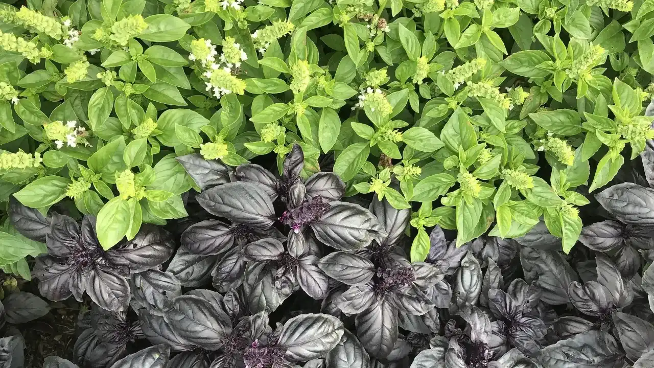 Czy bazylia przetrwa zimę w gruncie? Sprawdź, jak ją uratować!