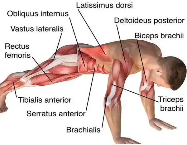 Qué músculos trabaja la plancha y cómo mejora tu entrenamiento