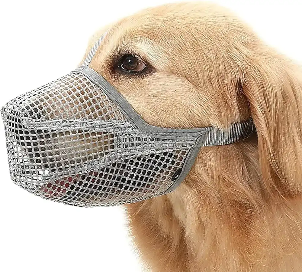 Kaganiec dla psa: jak dobrać, by był bezpieczny i wygodny?