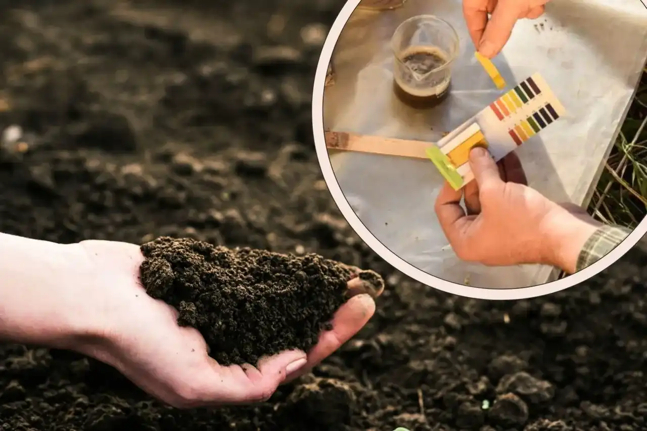 Jak podnieść pH gleby? Skuteczny poradnik krok po kroku