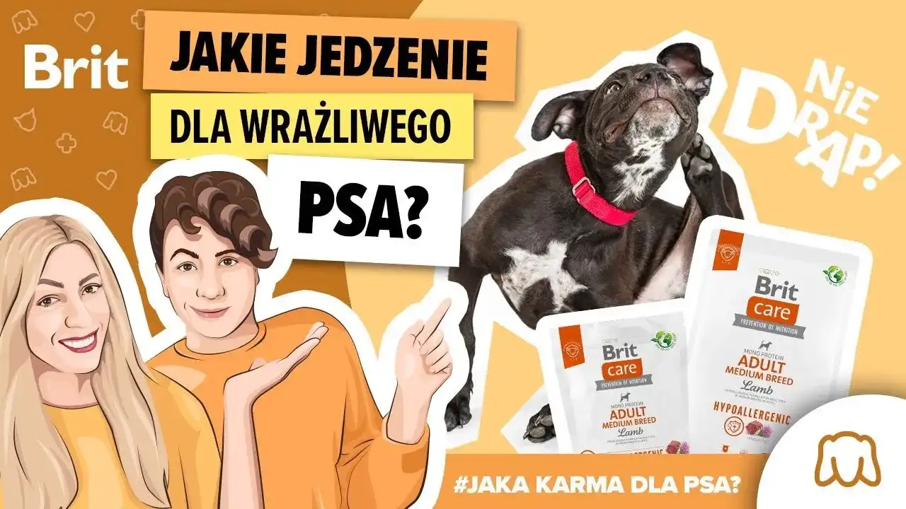 Jaka karma dla psa, który się drapie? Sprawdź skuteczne rozwiązania