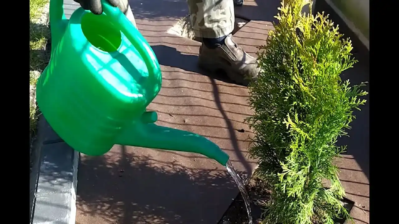 Jak sadzić tuje szmaragd na żywopłot, aby uniknąć najczęstszych błędów