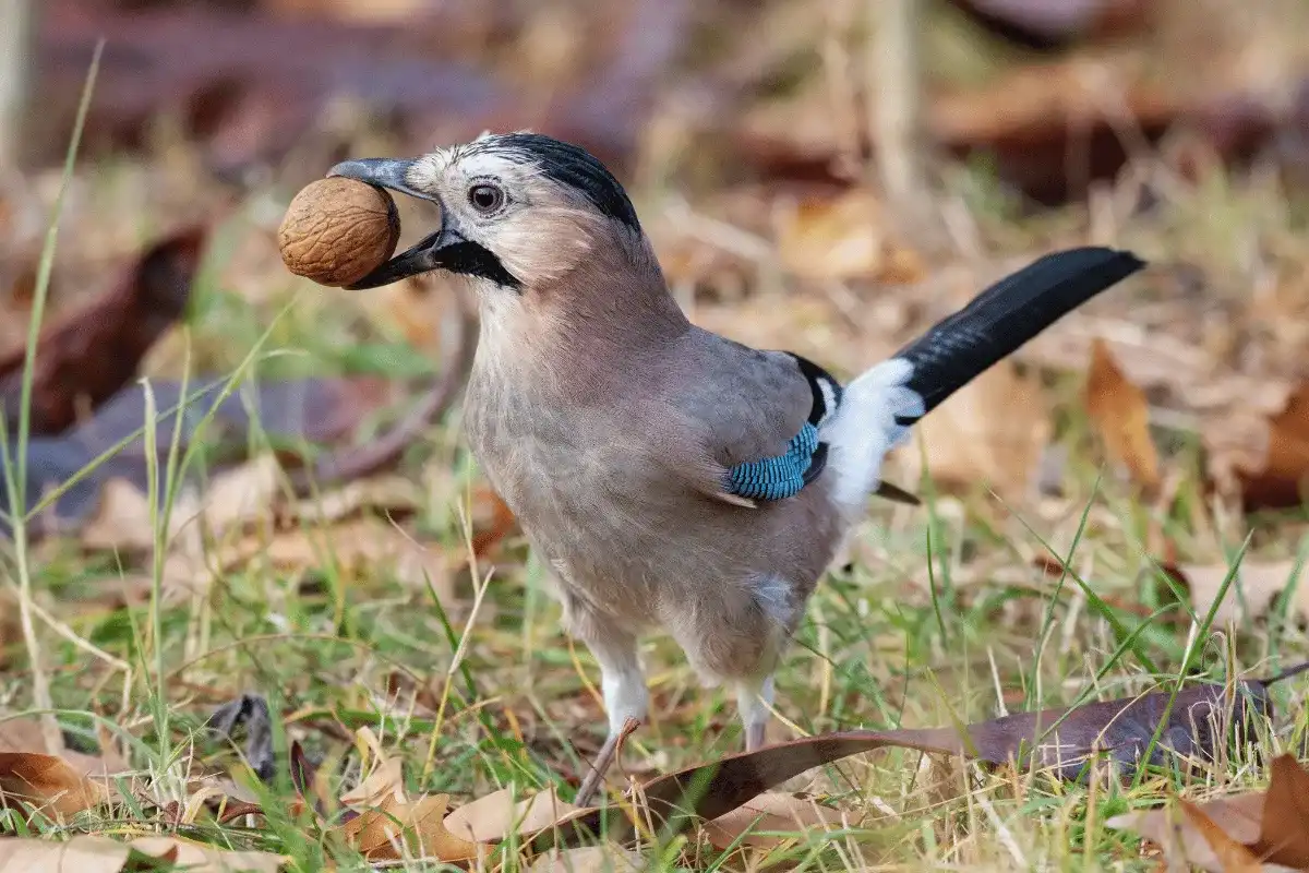 Co jedzą sójki? Dieta, ciekawostki i jak je dokarmiać