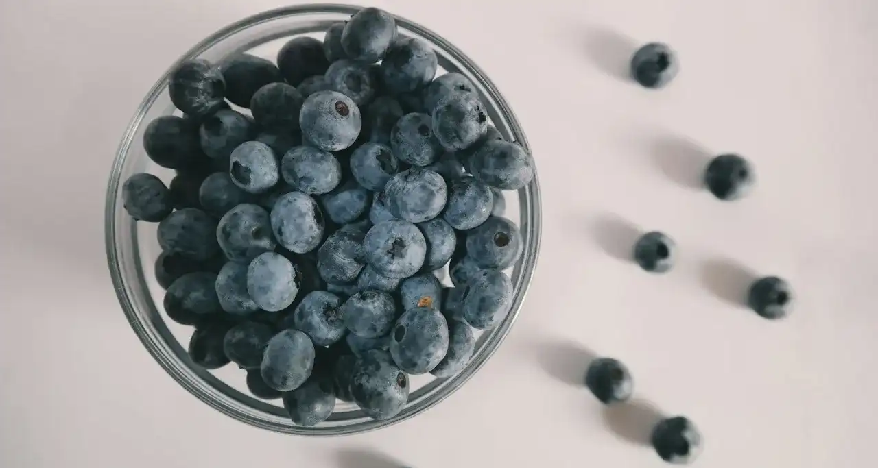 Czy koty mogą jeść borówki? Bezpieczne porcje i korzyści