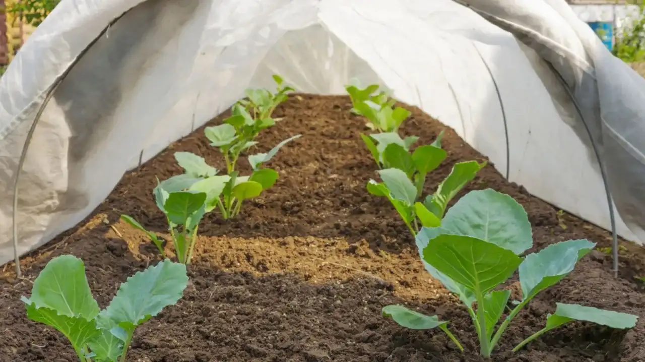 Przymrozki a sałata: Jak chronić i ratować uprawy?