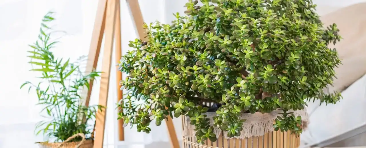 Jaka doniczka do grubosza? Najlepsze wybory dla zdrowej rośliny