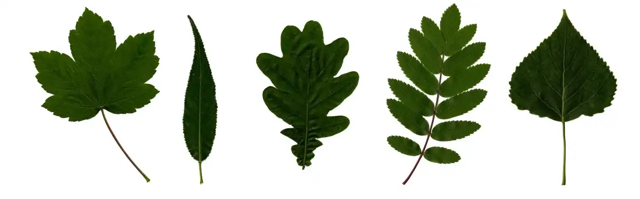 Jak rozpoznać polskie drzewa po liściach? Przewodnik krok po kroku