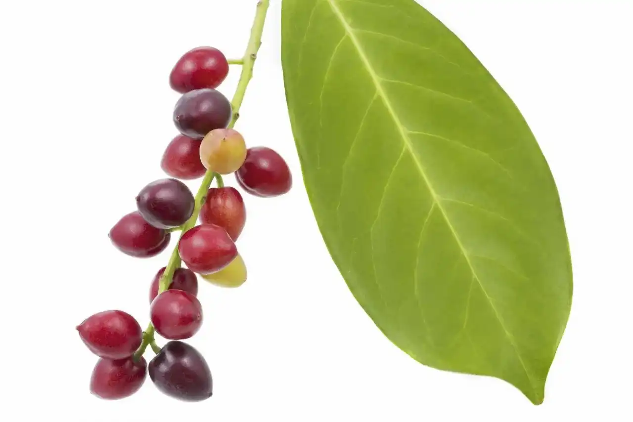 Czy owoce laurowiśni są jadalne? Poznaj prawdę i ryzyko