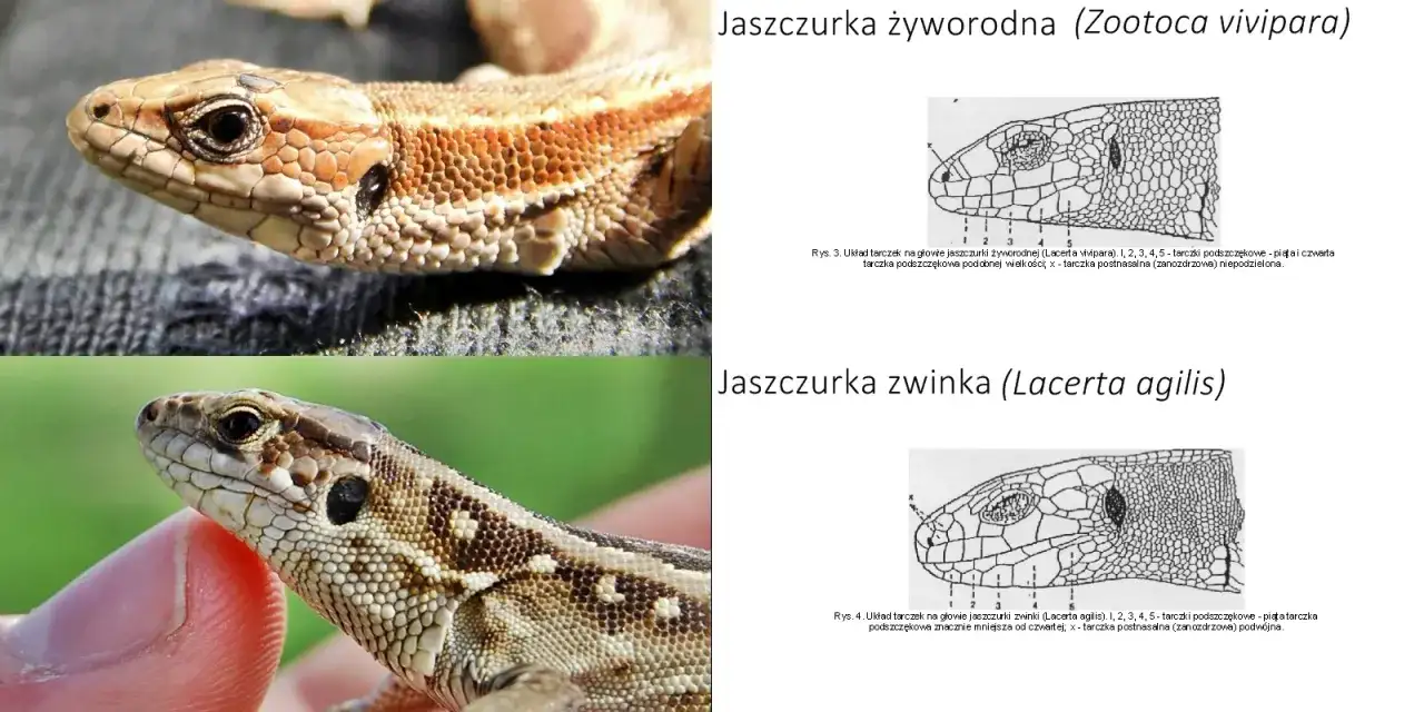 Dwie jaszczurki w Polsce: żyworodna i zwinka. Porównanie ich łusek na głowie.