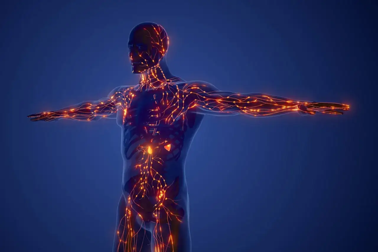 Układ limfatyczny człowieka, gdzie widoczne są węzły i naczynia, w tym największy narząd limfatyczny.