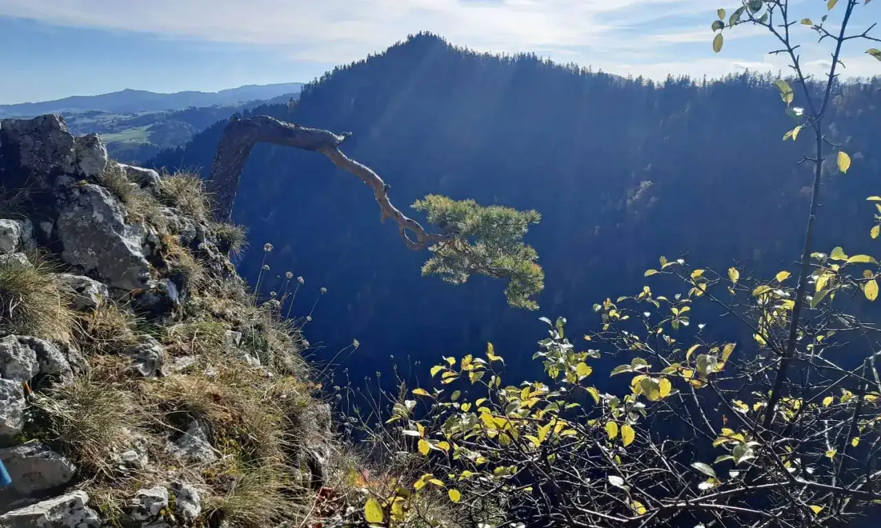 Skała i samotna sosna na zboczu, widok na góry Pieniny.