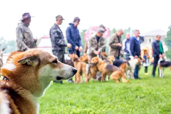Jak założyć hodowlę ZKwP i uniknąć najczęstszych błędów