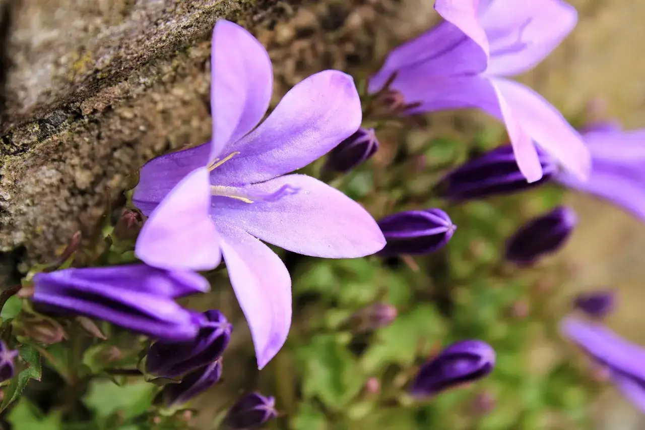 Fioletowa campanula w doniczce, z pąkami i otwartymi kwiatami, delikatnie opiera się o kamień.