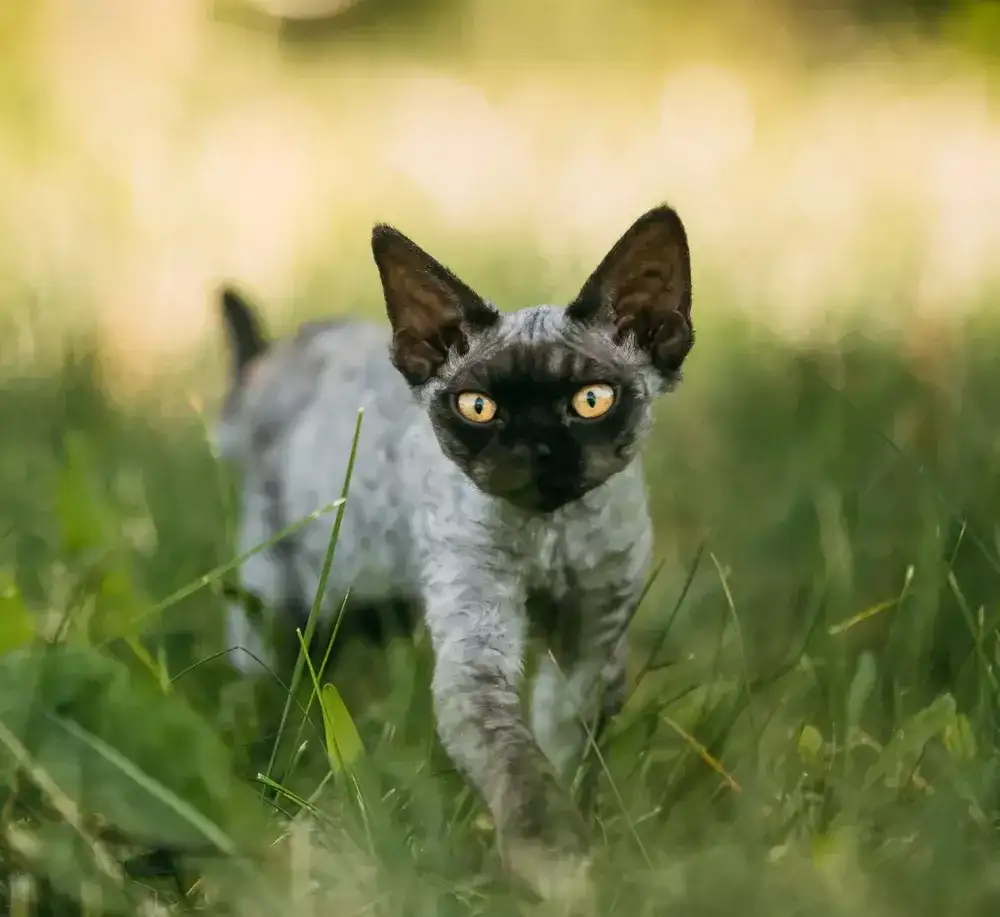 Jak łatwo adoptować Devon Rex i uniknąć wysokich kosztów