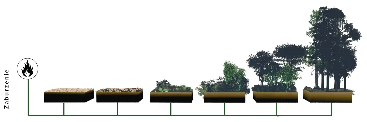 Co to jest sukcesja w biologii? Zrozumienie kluczowych procesów i rodzajów