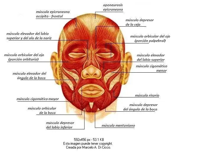 Cómo son los músculos de la cara y su impacto en las emociones