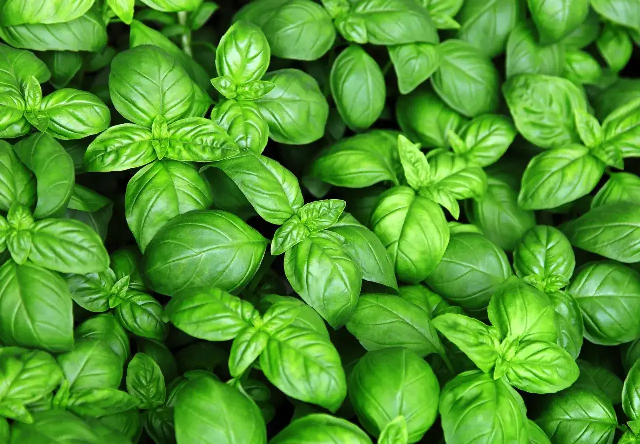 Świeża bazylia, idealna do pesto. Gdzie kupić? W sklepach ogrodniczych lub na targu.