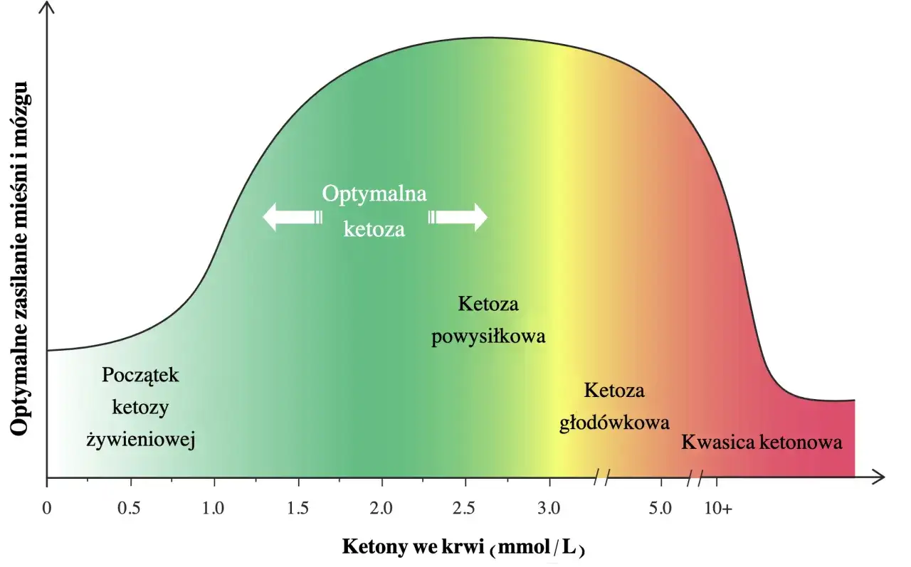 Wykres pokazuje optymalne zasilanie mięśni i mózgu w zależności od poziomu ketonów we krwi. Stan ketozy po ilu dniach zależy od poziomu ketonów, od początku żywieniowej ketozy do kwasicy ketonowej.