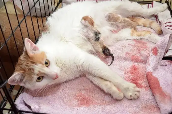 Poród kotki na raty: norma czy sygnał alarmowy? Sprawdź!