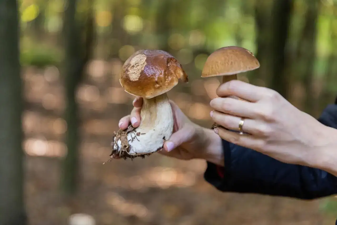 Kalendarz grzybiarza: terminy zbiorów popularnych grzybów w lesie