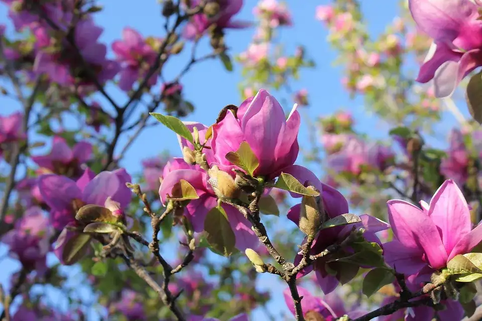 Dlaczego 5 letnia magnolia nie kwitnie? Oto najczęstsze przyczyny