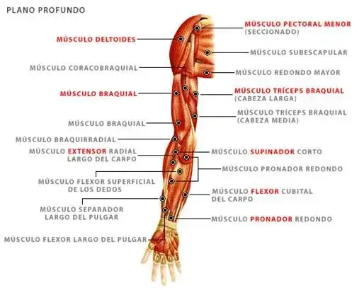 Todo sobre el músculo supinador: anatomía, función y lesiones comunes