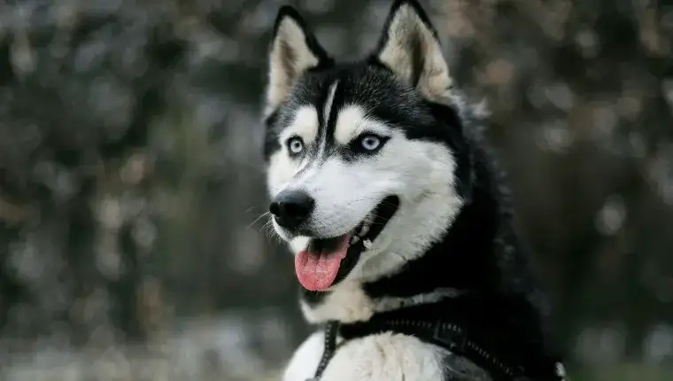 Jak długo żyją husky? Poznaj fakty o ich długości życia