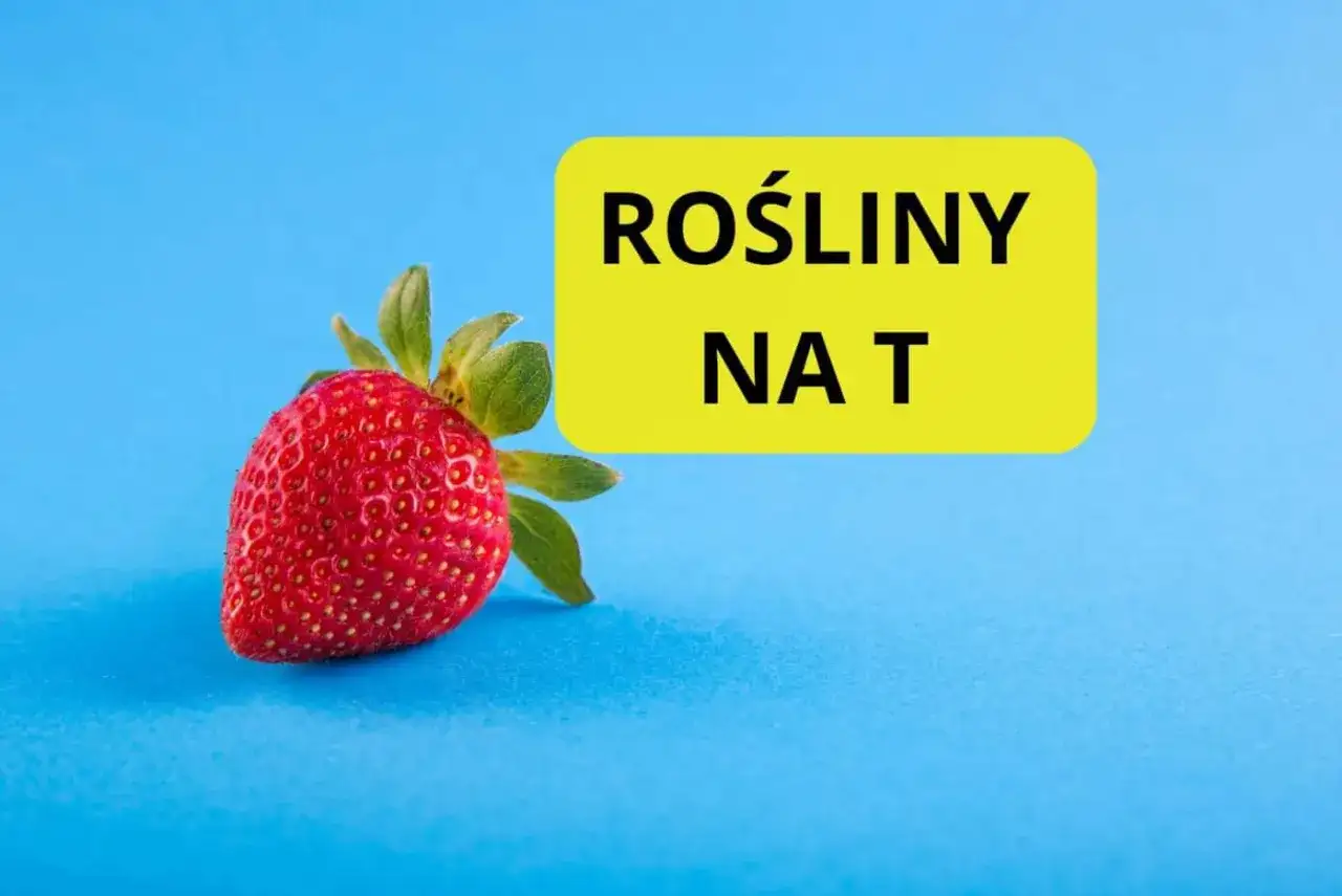 Czerwona truskawka obok żółtego prostokąta z napisem "ROŚLINY NA T".