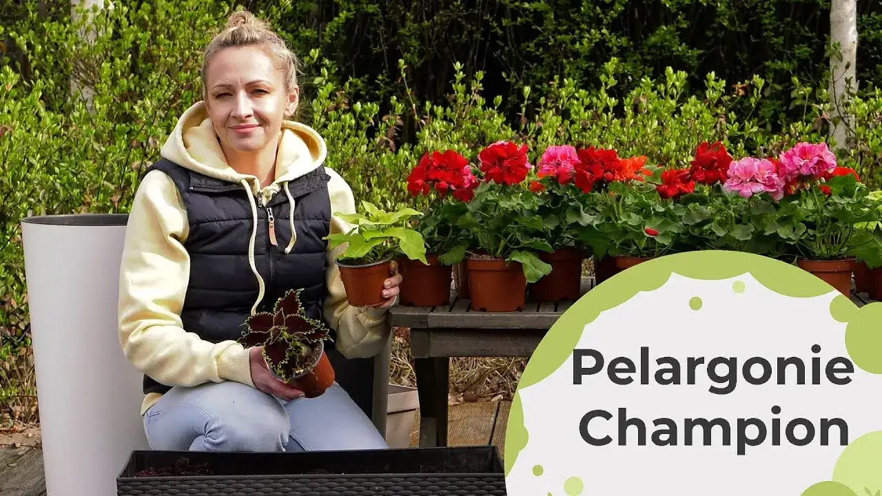 Jak uprawiać pelargonie, aby kwitły obficie przez cały sezon