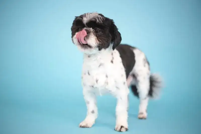Ile powinien jeść szczeniak shih tzu? Błędy w żywieniu, które szkodzą psu
