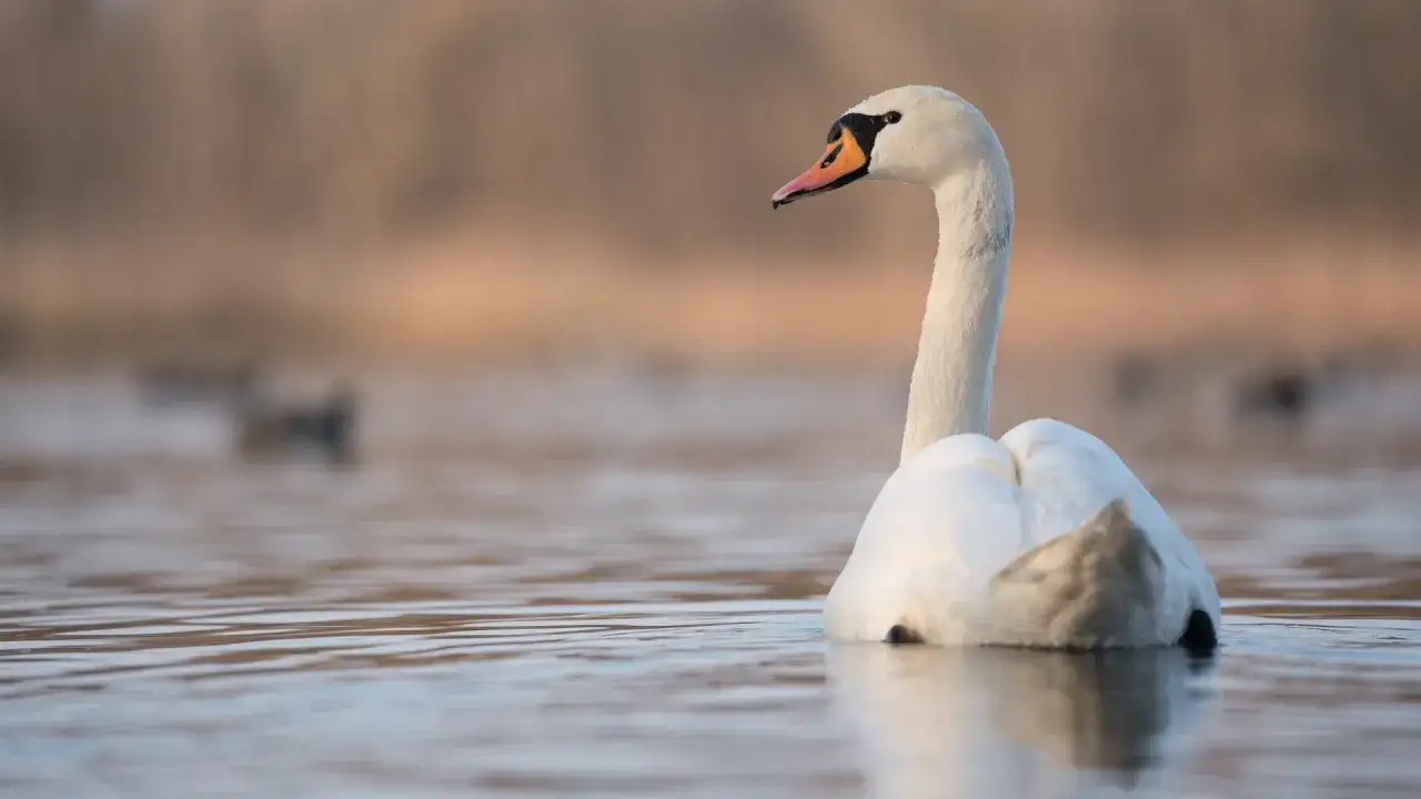 Piękny łabędź na spokojnej wodzie. Czy to znak, że łabędzie odlatują na zimę?
