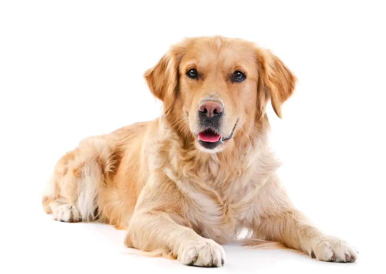 Jaką karmę dla golden retrievera wybrać, aby uniknąć problemów zdrowotnych?
