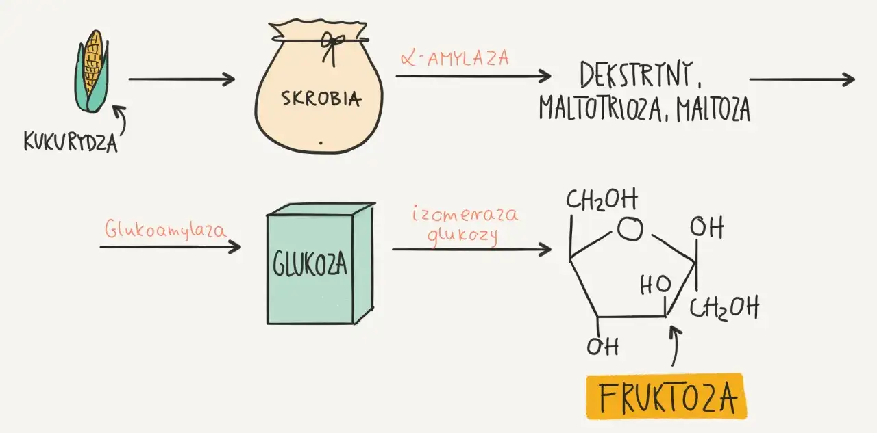 Schemat produkcji syropu glukozowo fruktozowego: kukurydza -> skrobia -> glukoza -> fruktoza.