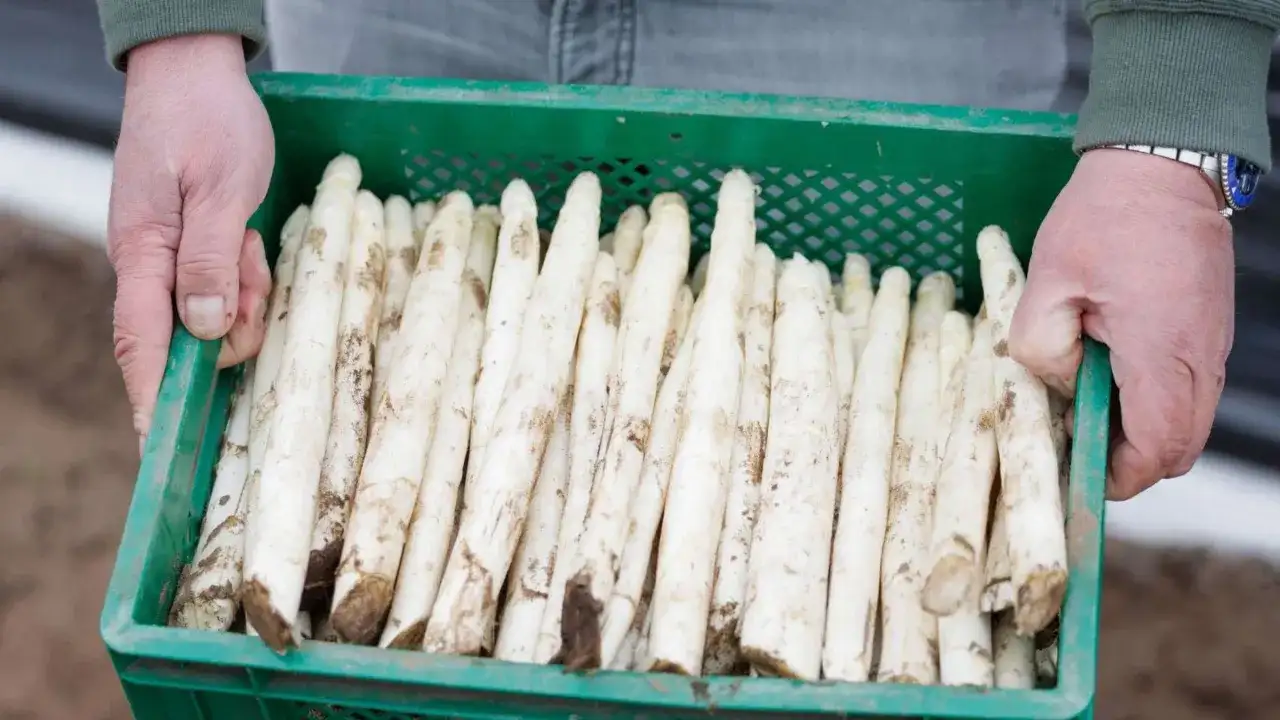 Hände tragen eine Kiste mit frischem weißem Spargel. Manche Menschen reagieren empfindlich auf Spargel, was zu einer Spargelallergie führen kann.