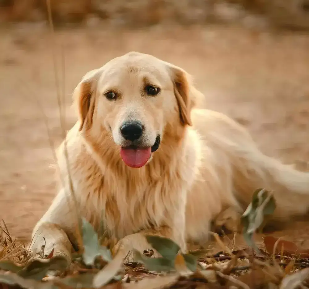 Czy golden retriever ma włosy? Odkryj prawdę o jego sierści