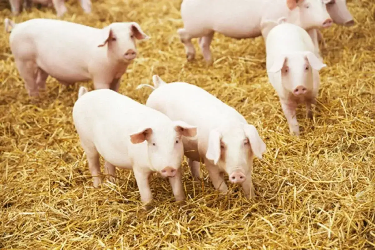 Kilka białych świń na słomie. Zastanawiasz się, jaka będzie cena wieprzowiny za kg?
