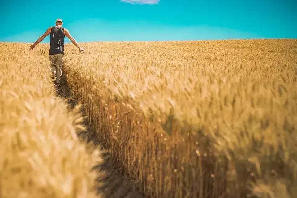 Czy dzierżawa gruntów rolnych jest opodatkowana? Sprawdź zasady!