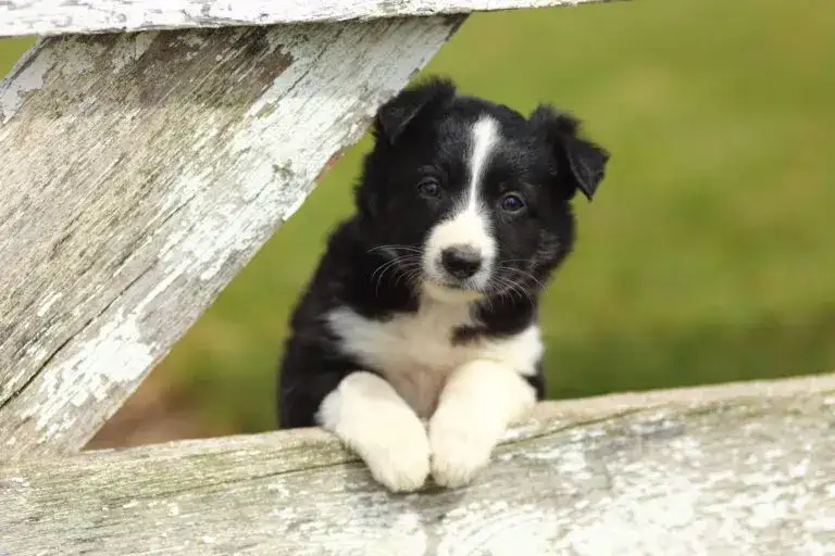 Border collie linia show: co musisz wiedzieć przed zakupem szczeniaka