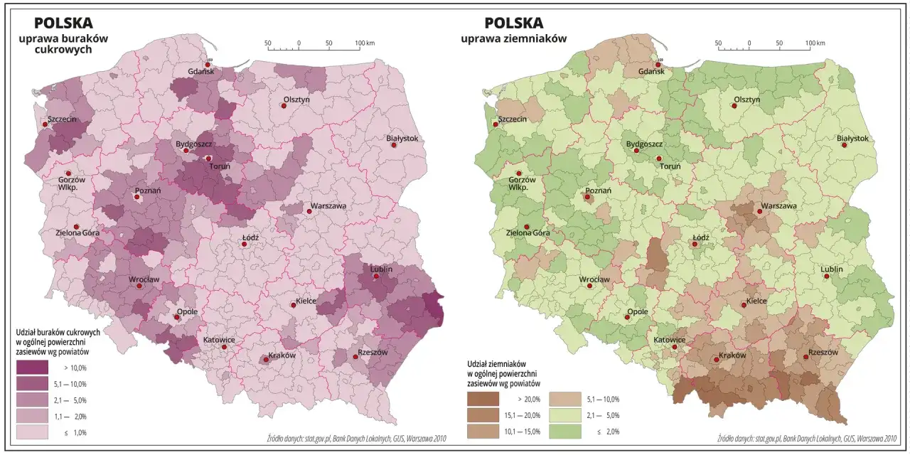 Mapy Polski pokazujące rozmieszczenie upraw buraków cukrowych i ziemniaków według powiatów.