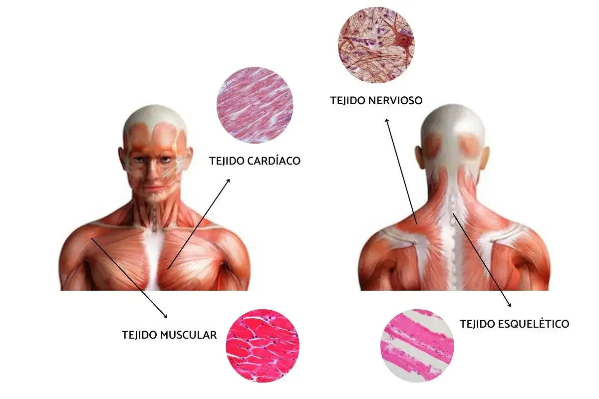 Anatomía muscular: Torso y espalda con micrografías de tejido muscular, cardíaco, nervioso y esquelético.