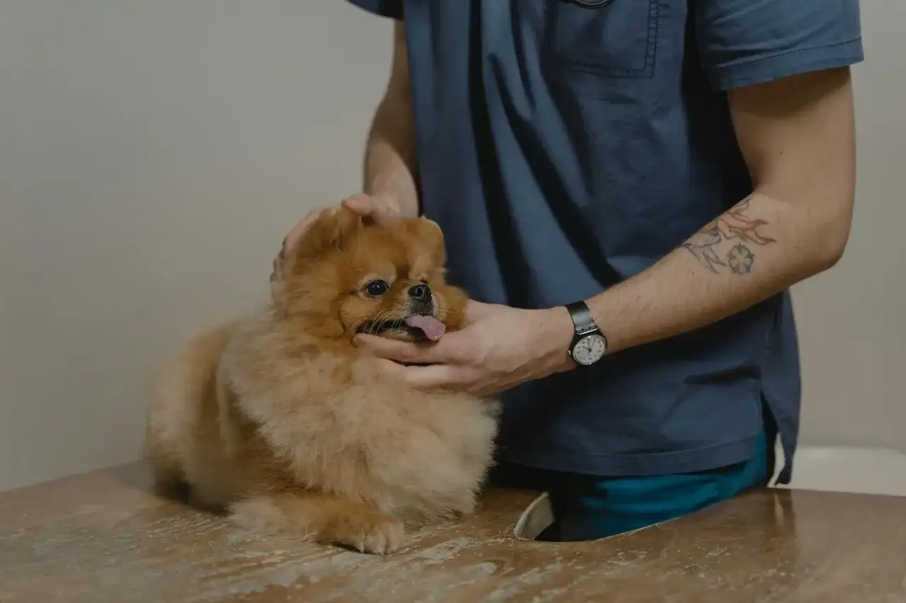 Weterynarz bada małego, puszystego psa rasy pomeranian. Piesek ma wystawiony język, a weterynarz delikatnie głaszcze go po głowie.