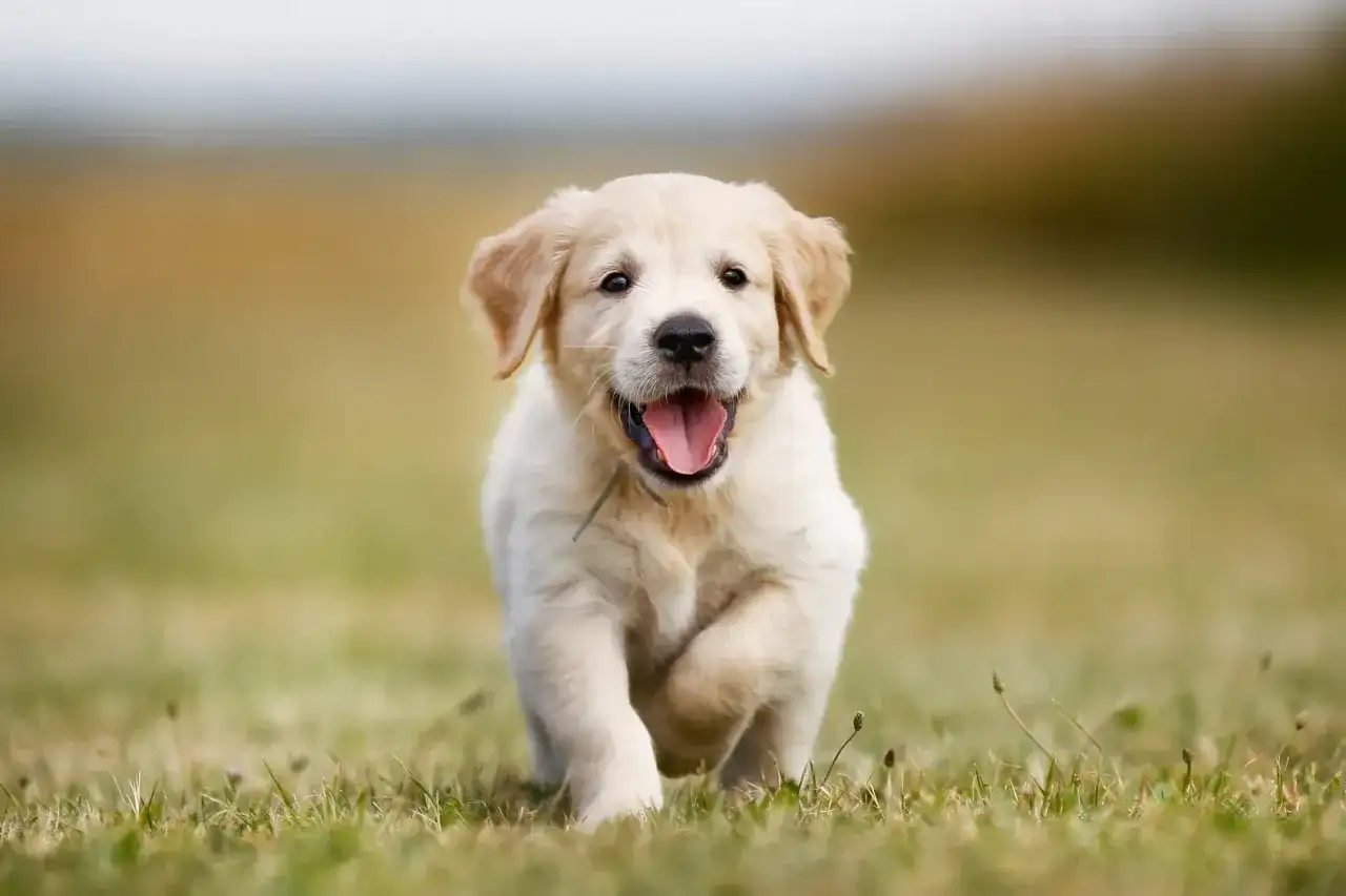 Szczeniak golden retriever miniaturka biegnie przez trawę z radosnym wyrazem pyska.