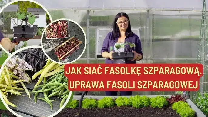 Fasolka szparagowa uprawa w doniczce: Krok po kroku jak sadzić i jak rośnie