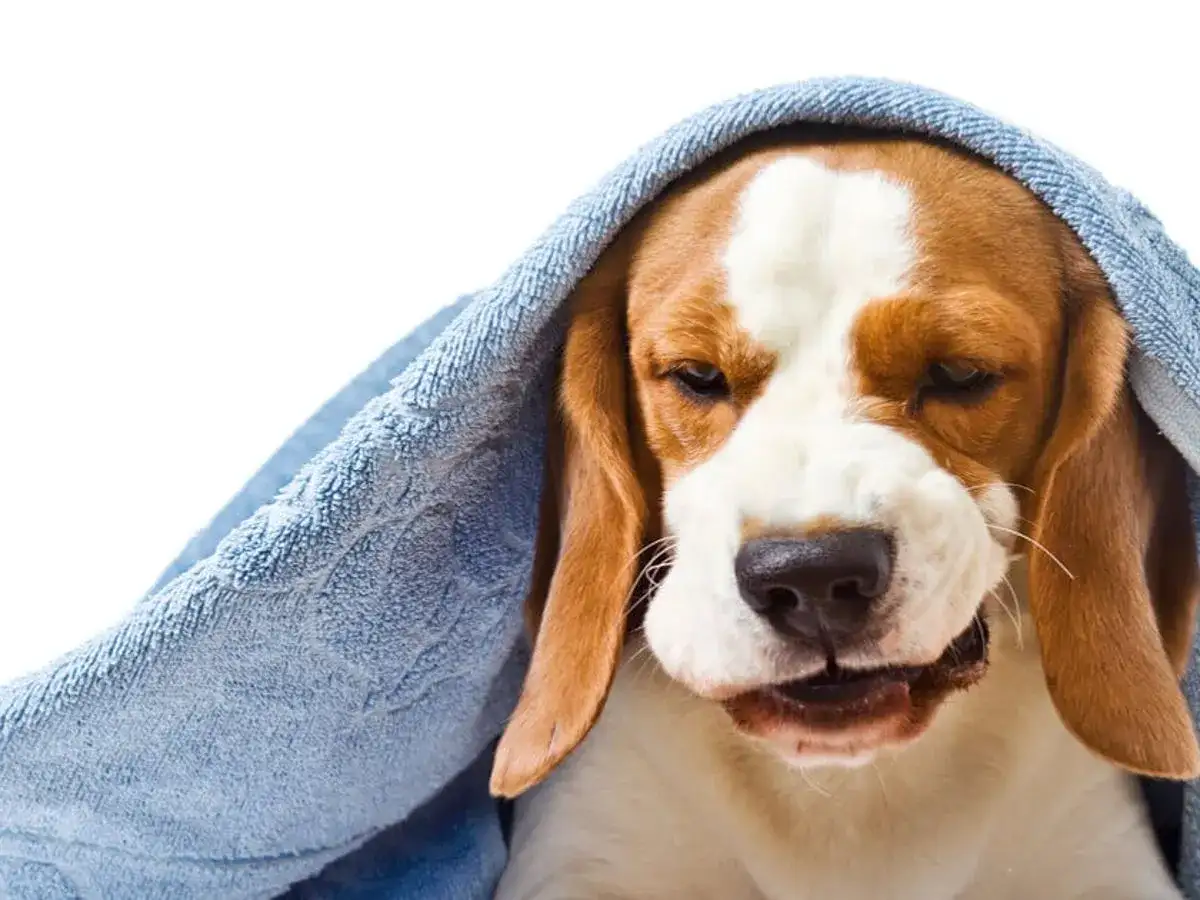 Smutny beagle z kaszlem wstecznym u psa, przykryty niebieskim ręcznikiem, wygląda na chorego i potrzebującego troski.