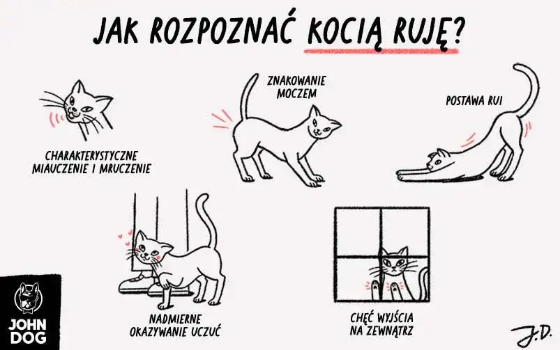 Kotka w ciąży bez objawów rui? Poznaj przyczyny i zapobieganie