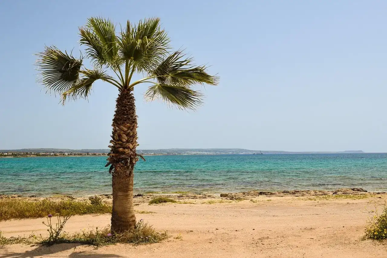 Palma na piaszczystej plaży, turkusowe morze. Czy to miejsce, gdzie jest najcieplejsza woda na świecie?