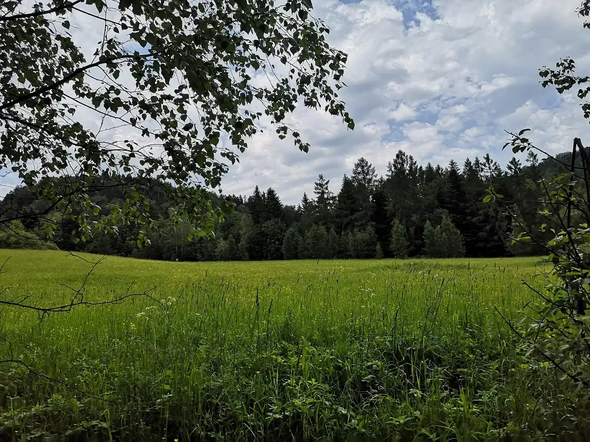 Zielona łąka i las na tle nieba. Krynica-Zdrój jakie to góry? Beskid Sądecki, łagodne wzgórza porośnięte lasem.