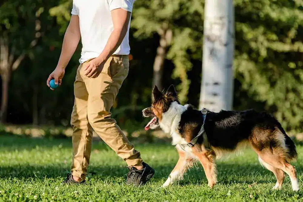 Tresura border collie: Wychowaj inteligentnego psa z pasją!